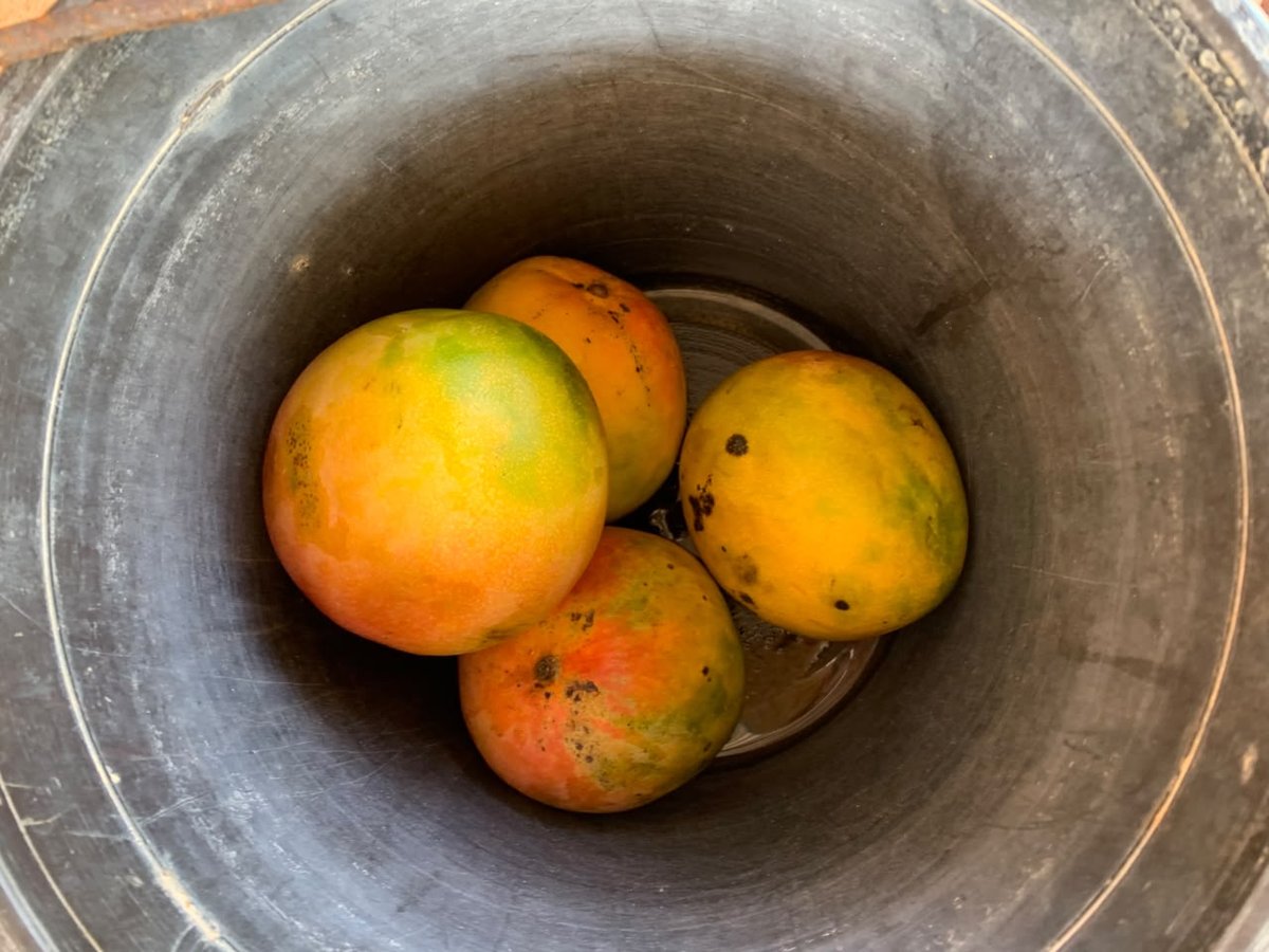 Mangos maduros cubanos en una vasija